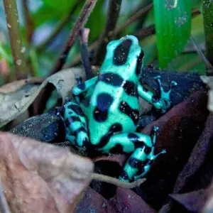 Explore Costa Rica Highlights for 14 days with DIAMIR Erlebnisreisen and discover unforgettable experiences - Photo 6