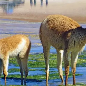 Explore Highlights of the Andean Countries for 18 days with DIAMIR Erlebnisreisen and discover unforgettable experiences - Photo 4