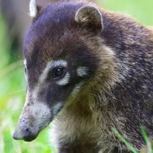 Explore Costa Rica Highlights for 14 days with DIAMIR Erlebnisreisen and discover unforgettable experiences - Photo 7