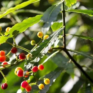 Explore Costa Rica Highlights for 14 days with DIAMIR Erlebnisreisen and discover unforgettable experiences - Photo 8