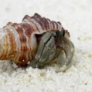 Explore Island Hopping in Maldives for 15 days with DIAMIR Erlebnisreisen and discover unforgettable experiences - Photo 3