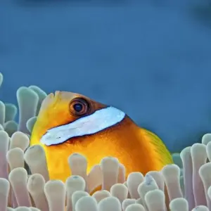 Explore Island Hopping in Maldives for 15 days with DIAMIR Erlebnisreisen and discover unforgettable experiences - Photo 4