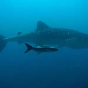 Explore Island Hopping in Maldives (from Male to Maamigili) for 8 days with DIAMIR Erlebnisreisen and discover unforgettable experiences - Photo 6