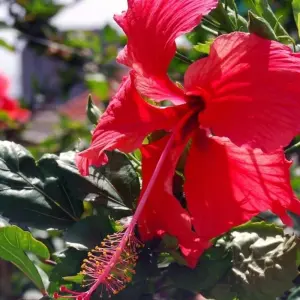 Explore In the heart of Cape Verde's green islands for 14 days with DIAMIR Erlebnisreisen and discover unforgettable experiences - Photo 2