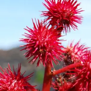 Explore In the heart of Cape Verde's green islands for 14 days with DIAMIR Erlebnisreisen and discover unforgettable experiences - Photo 3