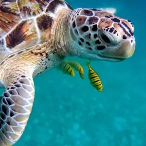 Explore Island Hopping in Maldives for 15 days with DIAMIR Erlebnisreisen and discover unforgettable experiences - Photo 11