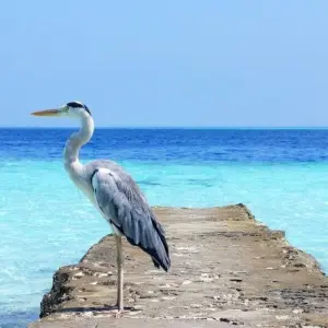 Explore Island Hopping in Maldives (from Male to Maamigili) for 8 days with DIAMIR Erlebnisreisen and discover unforgettable experiences - Photo 9