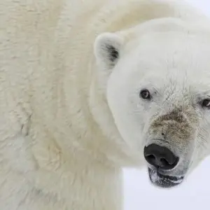 Explore Course North: Across the Arctic Circle for 9 days with DIAMIR Erlebnisreisen and discover unforgettable experiences - Photo 10