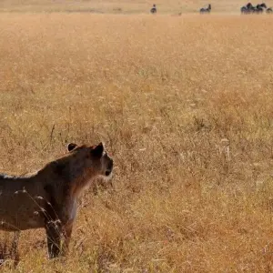 Explore On the Trail of the Wild Dogs for 10 days with DIAMIR Erlebnisreisen and discover unforgettable experiences - Photo 2