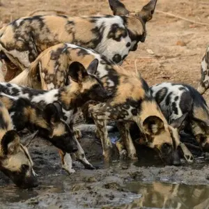 Explore On the Trail of the Wild Dogs for 10 days with DIAMIR Erlebnisreisen and discover unforgettable experiences - Photo 3