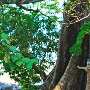 Explore Into the Green Heart of West Africa for 14 days with DIAMIR Erlebnisreisen and discover unforgettable experiences - Photo 3