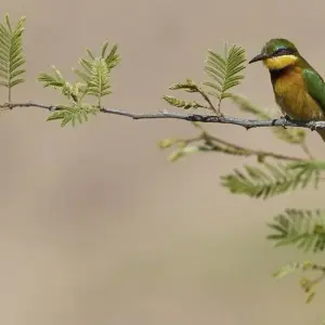 Explore On the Trail of the Wild Dogs for 10 days with DIAMIR Erlebnisreisen and discover unforgettable experiences - Photo 7