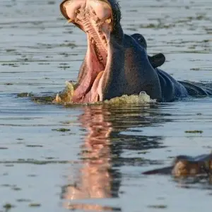 Explore On the Trail of the Wild Dogs for 10 days with DIAMIR Erlebnisreisen and discover unforgettable experiences - Photo 8