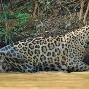Explore In the Realm of the Jaguar for 11 days with DIAMIR Erlebnisreisen and discover unforgettable experiences - Photo 2