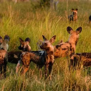 Explore On the Trail of the Wild Dogs for 10 days with DIAMIR Erlebnisreisen and discover unforgettable experiences - Photo 9
