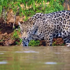 Explore In the Realm of the Jaguar for 11 days with DIAMIR Erlebnisreisen and discover unforgettable experiences - Photo 3