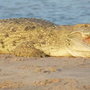 Explore On the Trail of the Wild Dogs for 10 days with DIAMIR Erlebnisreisen and discover unforgettable experiences - Photo 10