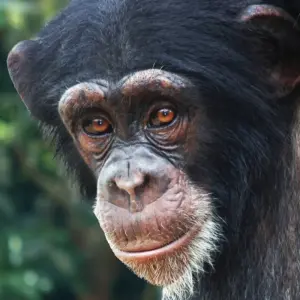 Explore Into the Green Heart of West Africa for 14 days with DIAMIR Erlebnisreisen and discover unforgettable experiences - Photo 9