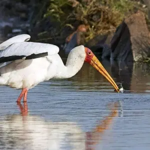 Explore On the Trail of the Wild Dogs for 10 days with DIAMIR Erlebnisreisen and discover unforgettable experiences - Photo 11