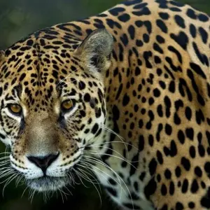 Explore In the Realm of the Jaguar for 11 days with DIAMIR Erlebnisreisen and discover unforgettable experiences - Photo 6
