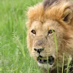 Explore From the Cape to Windhoek as a camping safari for 14 days with DIAMIR Erlebnisreisen and discover unforgettable experiences - Photo 4