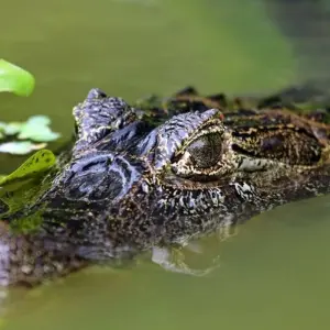 Explore In the Realm of the Jaguar for 11 days with DIAMIR Erlebnisreisen and discover unforgettable experiences - Photo 10