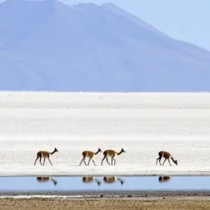 Explore Mountain Experiences Between Altiplano and Atacama for 16 days with DIAMIR Erlebnisreisen and discover unforgettable experiences - Photo 10