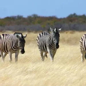 Explore From the Cape to Windhoek as a camping safari for 14 days with DIAMIR Erlebnisreisen and discover unforgettable experiences - Photo 7