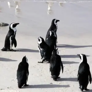 Explore From the Cape to Windhoek as a camping safari for 14 days with DIAMIR Erlebnisreisen and discover unforgettable experiences - Photo 8