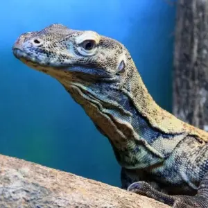 Explore Breakfast with Kangaroos for 15 days with DIAMIR Erlebnisreisen and discover unforgettable experiences - Photo 4