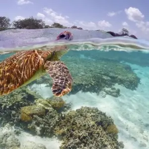 Explore Breakfast with Kangaroos for 15 days with DIAMIR Erlebnisreisen and discover unforgettable experiences - Photo 5