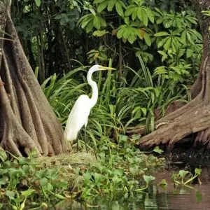 Explore In the Footsteps of the Maya for 14 days with DIAMIR Erlebnisreisen and discover unforgettable experiences - Photo 2