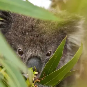 Explore Breakfast with Kangaroos for 15 days with DIAMIR Erlebnisreisen and discover unforgettable experiences - Photo 8