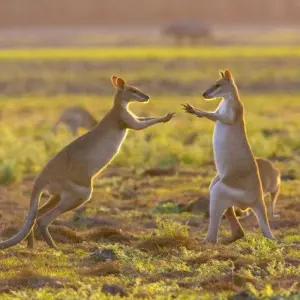 Explore Breakfast with Kangaroos for 15 days with DIAMIR Erlebnisreisen and discover unforgettable experiences - Photo 11