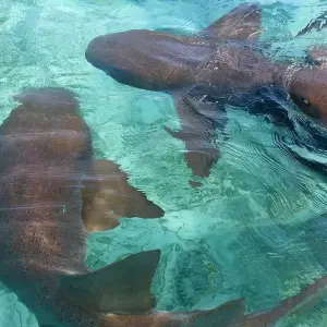 Explore Ruins, reef and rainforest for 8 days with DIAMIR Erlebnisreisen and discover unforgettable experiences - Photo 2