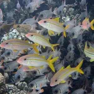 Explore In the Garden of Eden of the Indian for 11 days with DIAMIR Erlebnisreisen and discover unforgettable experiences - Photo 6