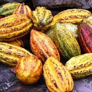 Explore Ruins, reef and rainforest for 8 days with DIAMIR Erlebnisreisen and discover unforgettable experiences - Photo 9