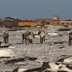 Explore Autumn Lodge Safari in Polar Bear Country for 11 days with DIAMIR Erlebnisreisen and discover unforgettable experiences - Photo 2
