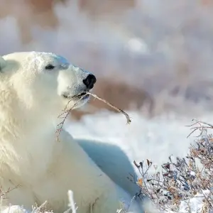 Explore Autumn Lodge Safari in Polar Bear Country for 11 days with DIAMIR Erlebnisreisen and discover unforgettable experiences - Photo 3