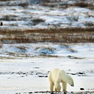 Explore Autumn Lodge Safari in Polar Bear Country for 11 days with DIAMIR Erlebnisreisen and discover unforgettable experiences - Photo 4