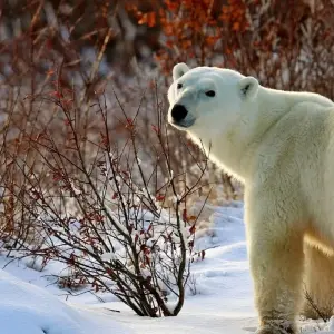 Explore Autumn Lodge Safari in Polar Bear Country for 11 days with DIAMIR Erlebnisreisen and discover unforgettable experiences - Photo 5