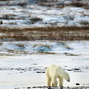 Explore Autumn Lodge Safari in Polar Bear Country for 11 days with DIAMIR Erlebnisreisen and discover unforgettable experiences - Photo 7