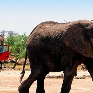 Explore Along the Trade Route (from Livingstone to Lilongwe) for 12 days with DIAMIR Erlebnisreisen and discover unforgettable experiences - Photo 4