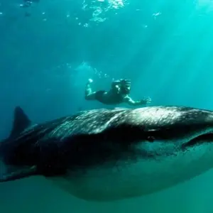 Explore Mantas, Matapa and Marrabenta for 15 days with DIAMIR Erlebnisreisen and discover unforgettable experiences - Photo 8