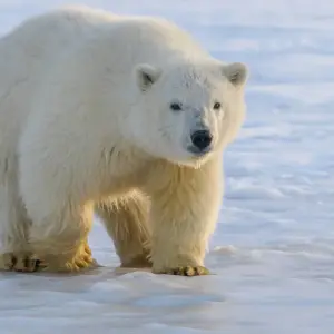 Explore Autumn Lodge Safari in Polar Bear Country for 11 days with DIAMIR Erlebnisreisen and discover unforgettable experiences - Photo 11