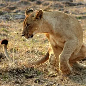 Explore Mantas, Matapa and Marrabenta for 15 days with DIAMIR Erlebnisreisen and discover unforgettable experiences - Photo 11