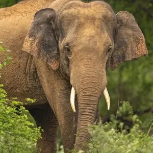 Explore In the Land of Ceylon tea for 17 days with DIAMIR Erlebnisreisen and discover unforgettable experiences - Photo 4