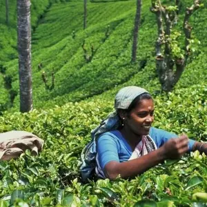 Explore In the Land of Ceylon tea for 17 days with DIAMIR Erlebnisreisen and discover unforgettable experiences - Photo 5