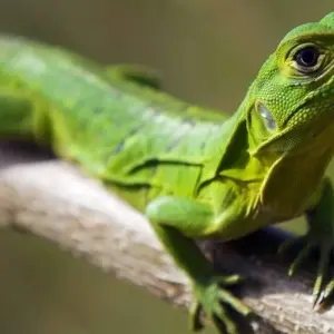 Explore Adventure Transcentral America (from Panama City to Guatemala City) for 24 days with DIAMIR Erlebnisreisen and discover unforgettable experiences - Photo 10