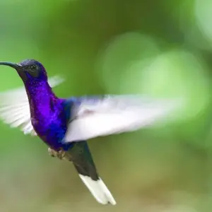 Explore Costa Rica's West: Between Dream Beaches and Pure Wilderness for 16 days with DIAMIR Erlebnisreisen and discover unforgettable experiences - Photo 2